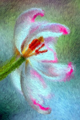 Tulpe