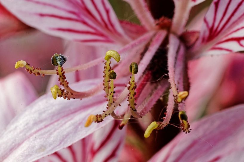 wunderschöne Blüte von Alexander Ließ