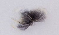 Feather in snow