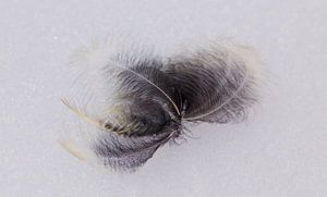 Feather in snow van Anne Koop