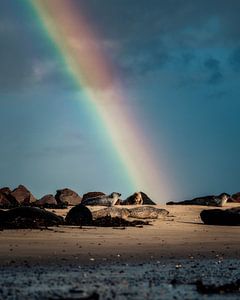 Regenbogen trifft auf Seerobbe