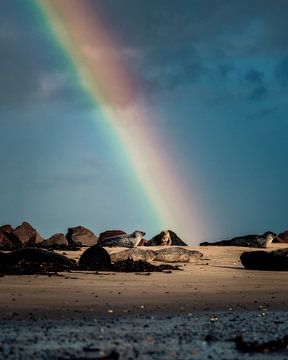 Regenboog ontmoet zeehond van Joris Machholz