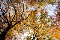 Herbstliche Farben im Wald.