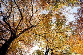 Herbstliche Farben im Wald.