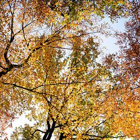 Herfst kleuren in het bos. van mandy vd Weerd