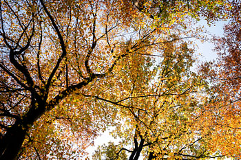 Herfst kleuren in het bos.