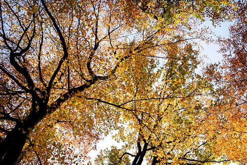 Herbstliche Farben im Wald.