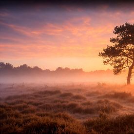 Foggy dawn embrace in the Netherlands