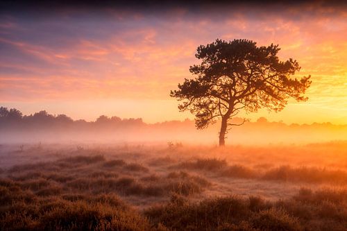 Embrassade brumeuse à l'aube aux Pays-Bas