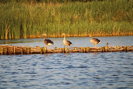 La famille des canards sur Krista Zuur