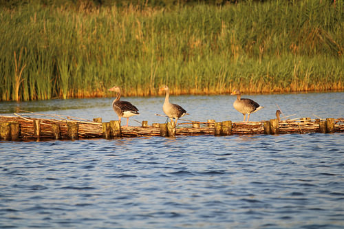 La famille des canards
