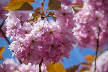 Kirschblüte