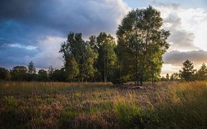 On the heath by Tristan Jacobs