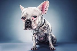 Big Head Project by Moshe Nachumovich