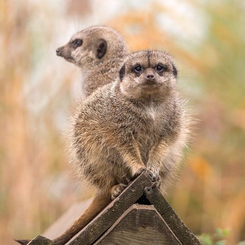 Twee stockstaartjes op een houte dankje - zacht achtergrond