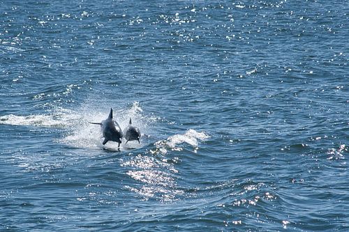 Sprongende dolfijnen in de Swan River