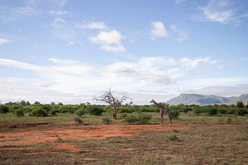 Giraffe in der Savanne, Landschaftsaufnahme von Fotos by Jan Wehnert