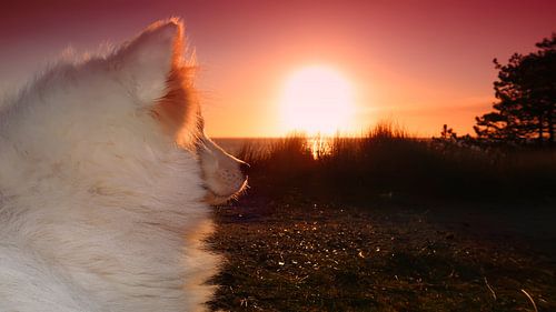 Samoyed