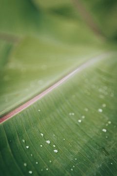 Feuille verte avec petites gouttes de pluie dans un décor tropical sur Troy Wegman