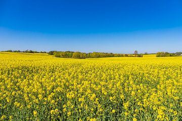 Rape field in blossom and trees in spring near Sildemow by Rico Ködder
