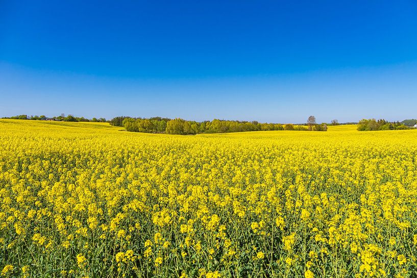 Blühendes Rapsfeld und Bäume im Frühling bei Sildemow von Rico Ködder