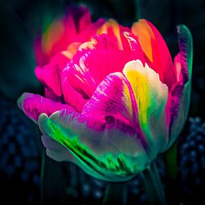 Knallende Tulp