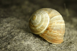 Coquille d'escargot - Les traces du temps sur Acharya Fotografie