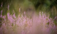 Heather