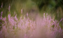 Heather von Eric Sweijen