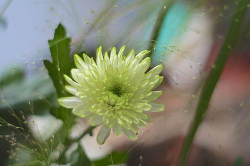 Astra / Fleur d'automne