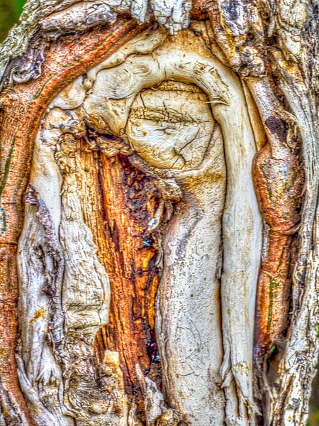 Oude boom par Ron van Ewijk
