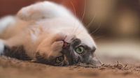 Funny cat.