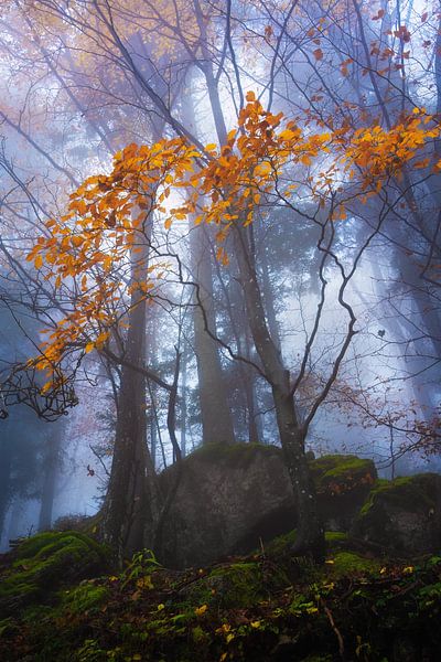 The orange one by Martin Podt