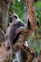 Ceylon hula man (singe sri-lankais)