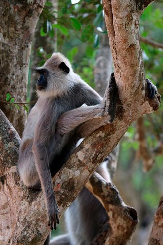 Ceylon hula man (Sri Lankan monkey)
