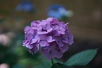 Hortensia in Japan