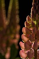 Roze lupine