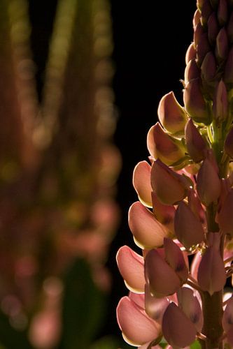 Roze lupine von Brenda Gonzalez