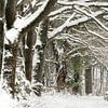 Winter met sneeuw op de St Jansberg in Limburg van Michel Seelen