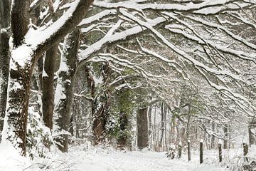 Winter met sneeuw op de St Jansberg in Limburg van Michel Seelen