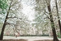 Angelic forest in beautiful spring tones