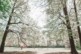 Angelic forest in beautiful spring tones by Jennifer Petterson