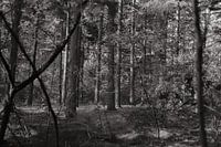 Wald 21