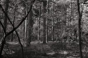 Forêt 21