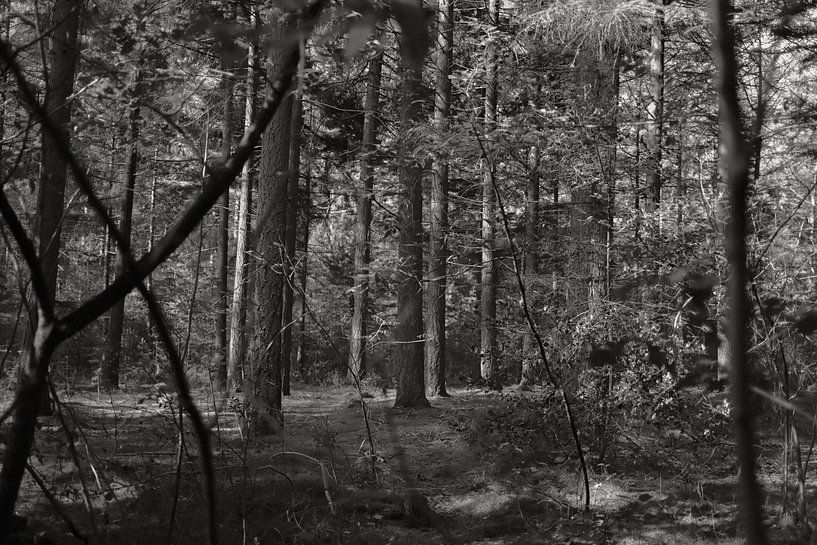 Forest 21 by Albert Hartwig