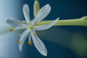 Spider Plant Flower on Blue 2