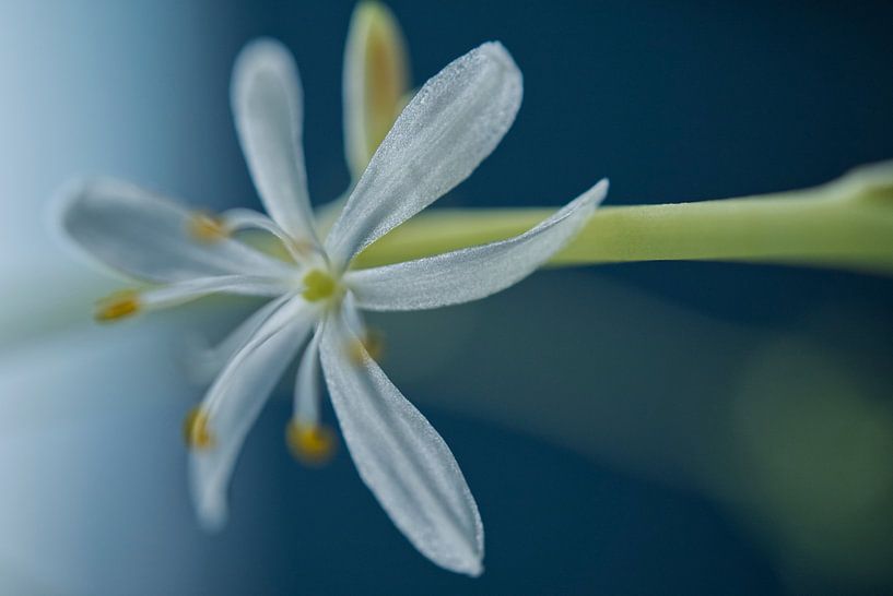 Spider Plant Flower on Blue 2 by Iris Holzer Richardson