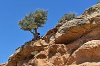 Lonely tree