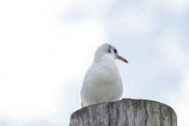 Back to the beach by DigiDiede - Fotografie