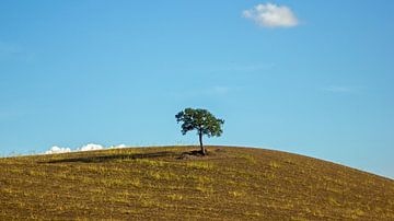 Boom in het landschap van Toscane, Italië van Discover Dutch Nature